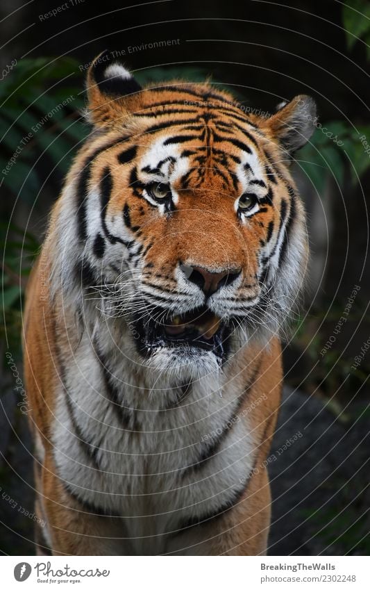 Schließen Sie herauf Porträt des reifen Mannes des sibirischen Tigers Natur Tier Wald Wildtier Tiergesicht Zoo sibirischer Tiger Amur-Tiger Raubkatze Katze 1