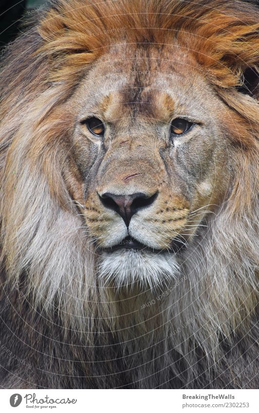 Schließen Sie herauf Porträt des jungen männlichen afrikanischen Löwes Natur Tier Wildtier Tiergesicht Zoo Kopf Auge Raubkatze Katze 1 wild Schnauze Mähne