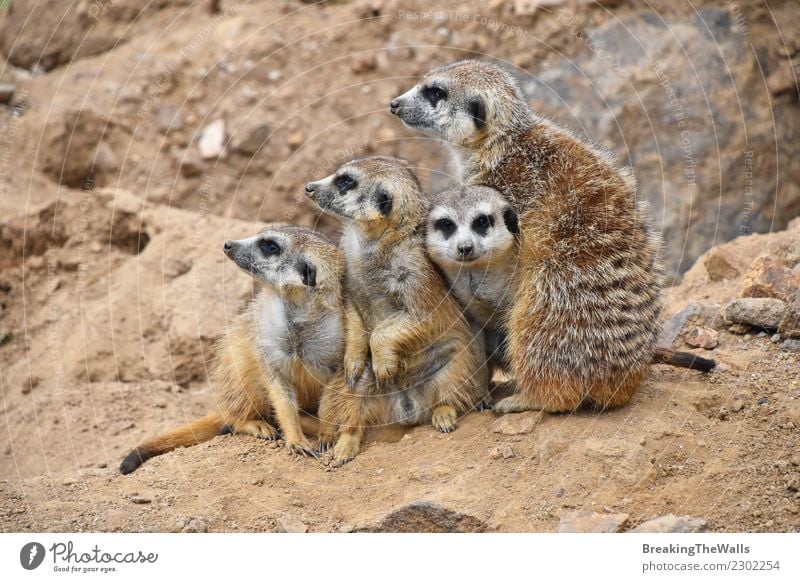 Schließen Sie herauf Porträt der meerkat Familie, die weg schaut Natur Tier Sand Felsen Wildtier Tiergesicht Zoo 4 Tiergruppe Tierjunges Tierfamilie
