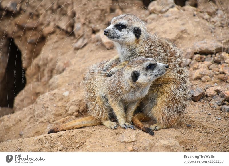 Schließen Sie herauf Porträt der meerkat Familie, die weg schaut Natur Tier Sand Felsen Wildtier 2 Tiergruppe Tierjunges Tierfamilie Zusammensein Erdmännchen