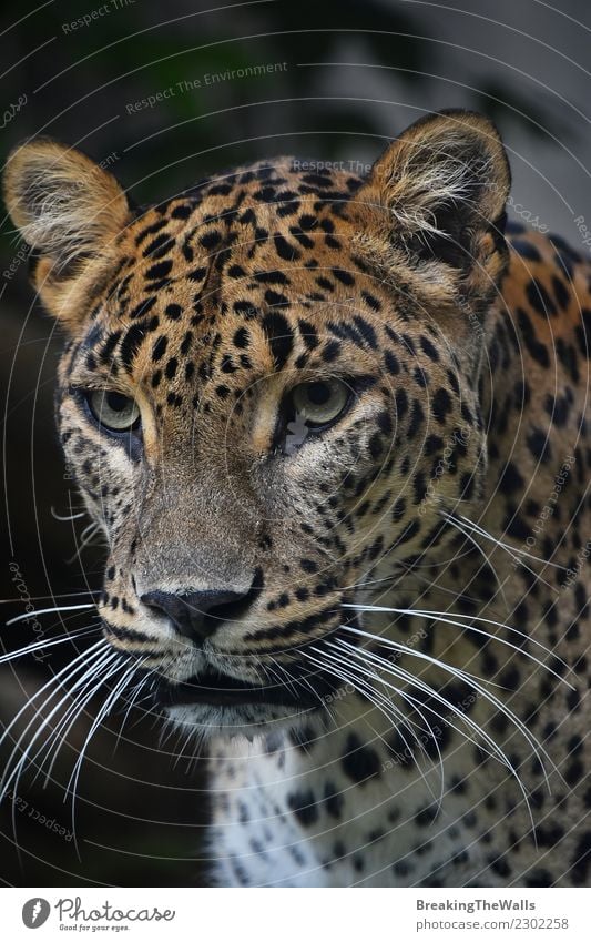 Nahaufnahme Portrait des persischen Leoparden Natur Tier Wildtier Tiergesicht Zoo Persischer Leopard Raubkatze Katze Kopf Auge Schnurrhaar 1 wild Schnauze