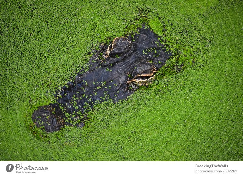 Schließen Sie herauf Porträt des Alligatorkrokodils in der grünen Entengrütze Natur Tier Fluss Wildtier Tiergesicht Zoo Kopf 1 hässlich wild gefährlich Farbe