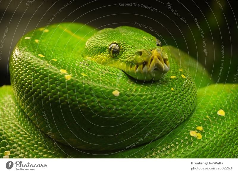 Schließen Sie herauf Porträt der schönen grünen Baumpythonschlange Natur Tier Wildtier Schlange Zoo Python Grüner Baumpython Kopf Auge Reptil 1 Farbe Morelia