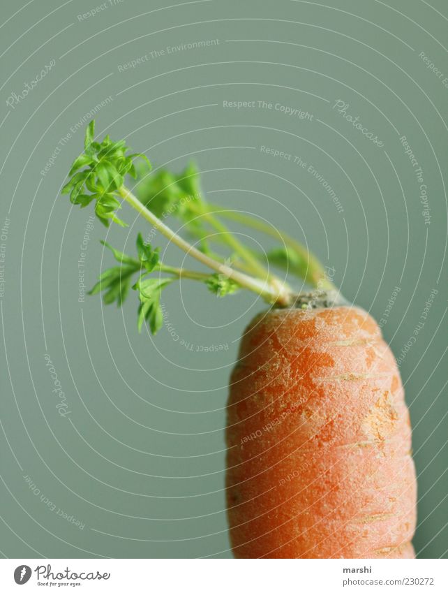 steile Friese Lebensmittel Gemüse Ernährung Bioprodukte grün Möhre orange Grünpflanze Gesundheit Farbfoto Innenaufnahme Hintergrund neutral Textfreiraum oben