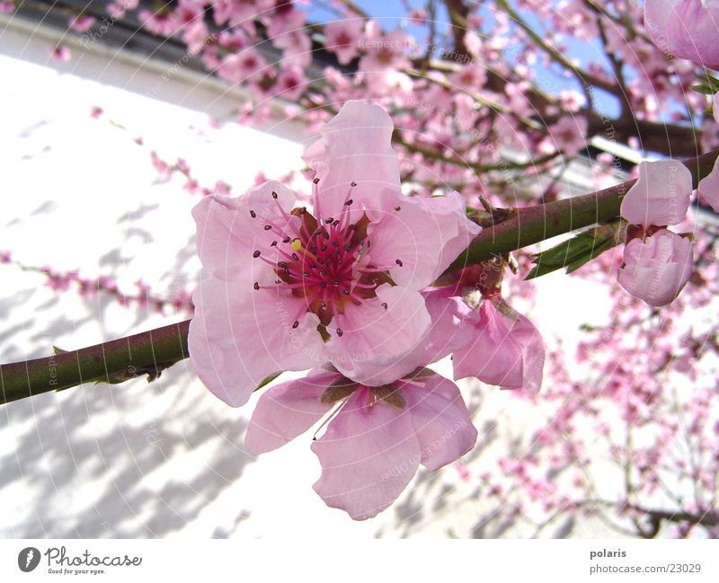 rosa blüte Blume Frühling Pfirsichblüten Baum Blüte Nahaufnahme Detailaufnahme