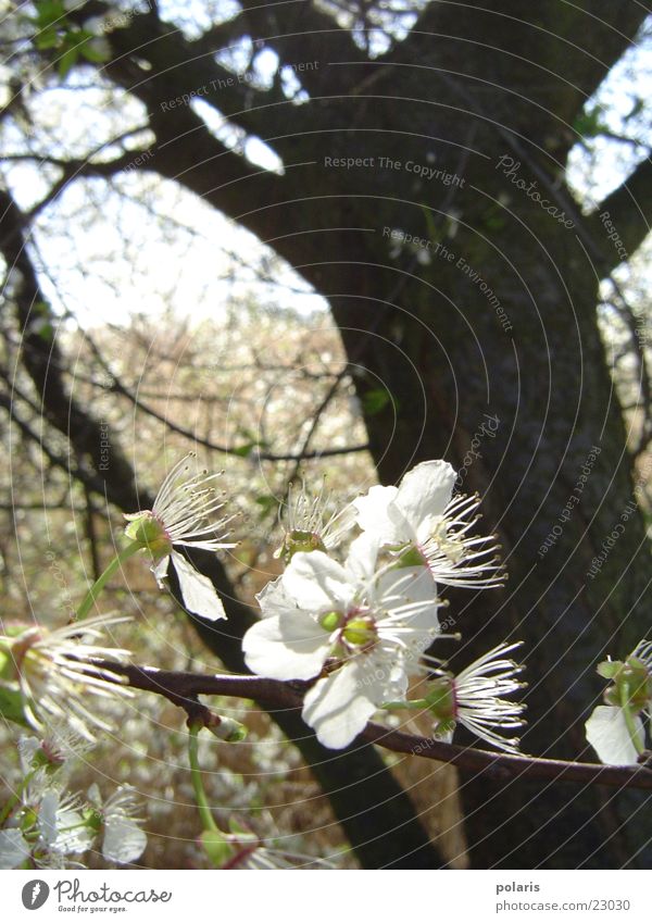 weiße blüte Baum Blume Unschärfe Frühling