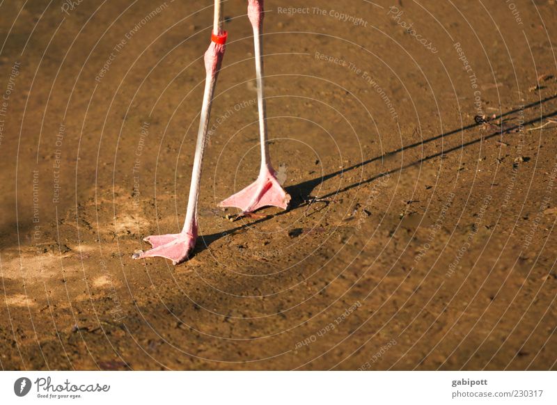Stelzenlauf Tier Wildtier Flamingo Fährte Zoo 1 laufen dünn braun rosa Beine Tierfuß Schwimmhaut Stelzenläufer wackelig fein instabil Außenaufnahme Menschenleer