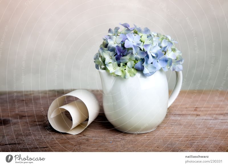 Stilleben mit Hortensien Dekoration & Verzierung Pflanze Blume Hortensienblüte Stillleben Vase Teekanne Porzellan Stein Holz ästhetisch einfach elegant blau