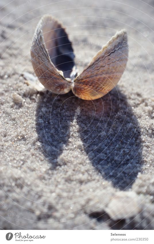 Strandstimmung Umwelt Natur Sommer Tier Muschel klein Muschelschale Herzmuschel Farbfoto Außenaufnahme Textfreiraum unten Tag Licht Schatten Sonnenlicht