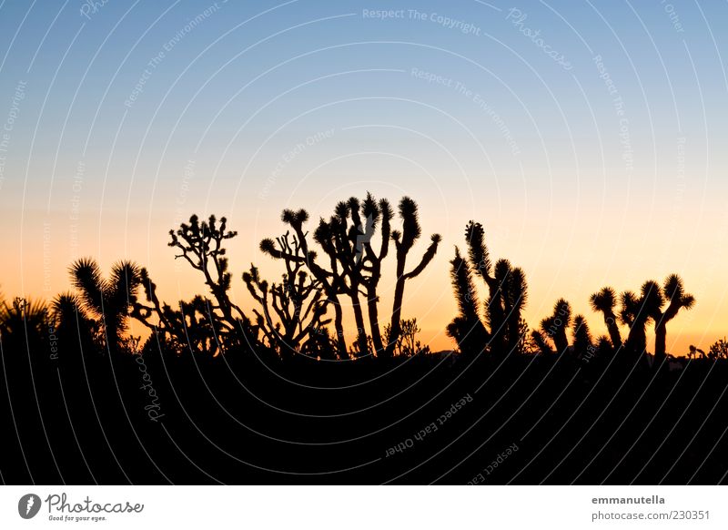 Mojave Desert, California, USA Mojave Wüste Kalifornien Stimmung Joshua Tree Kaktus Sonnenuntergang Farbfoto Außenaufnahme abstrakt Muster Menschenleer