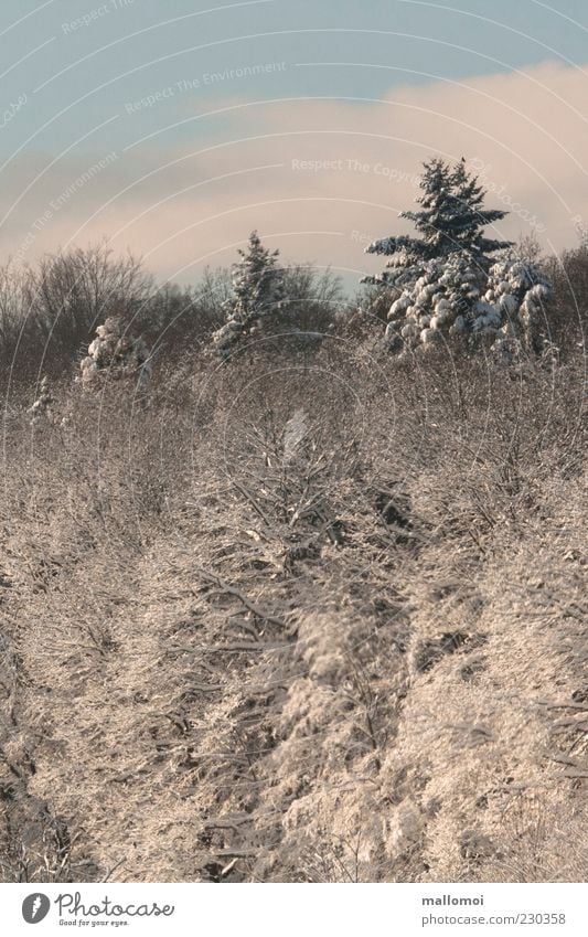 Winterzauber Tanne Wintertag Schneelandschaft Winterurlaub Frost Natur Landschaft Klima Schönes Wetter Wald kalt einzigartig ruhig Baum blau Himmel Dezember