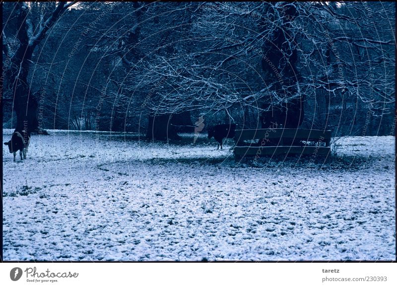 Kühe (Suchbild) Landschaft schlechtes Wetter Schnee Feld Weide Streuobstwiese Nutztier Kuh 2 Tier dunkel kalt Winter verborgen einzeln Farbfoto Außenaufnahme