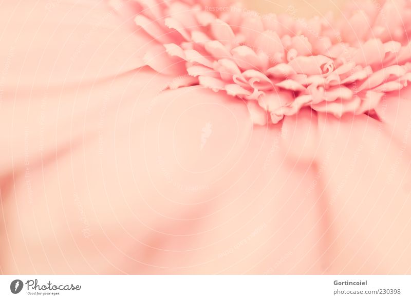 G. Erbera Pflanze Frühling Blume Blüte Kitsch schön rosa Gerbera Blütenblatt Farbfoto Gedeckte Farben Nahaufnahme Detailaufnahme Makroaufnahme