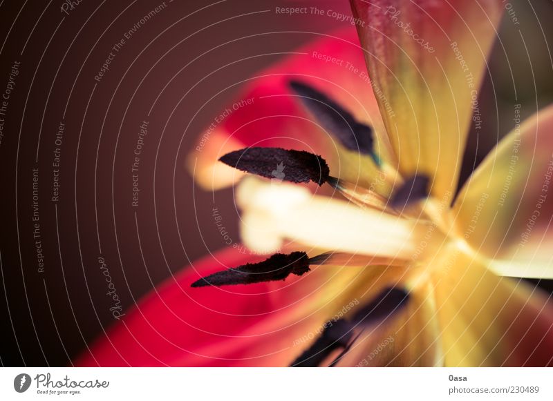 Tulpe Pflanze Blume Blüte gelb rot Stimmung friedlich Gelassenheit ruhig Sinnesorgane Makroaufnahme Stempel Blütenblatt Farbfoto Detailaufnahme Menschenleer