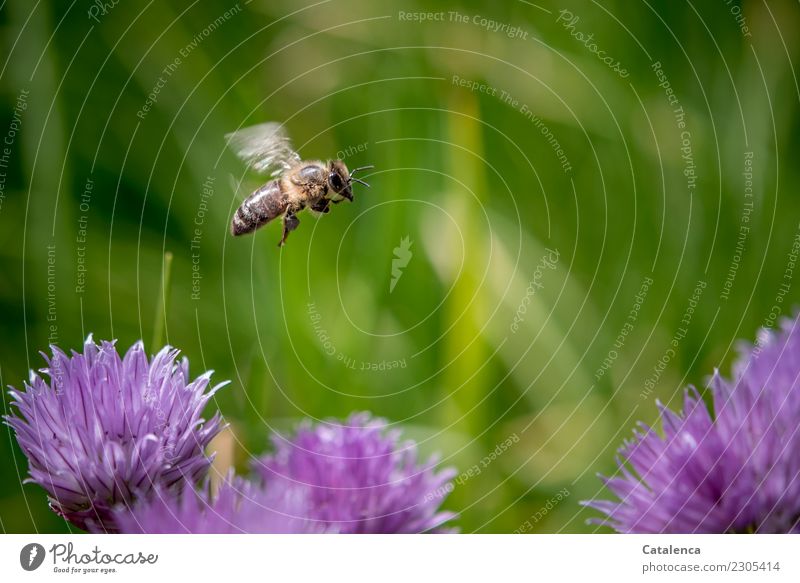 Eine Honigbiene die über rosa Schnittlauchblüten fliegt Natur Pflanze Tier Sommer Schönes Wetter Gras Blüte Garten Biene 1 Blühend fliegen Wachstum