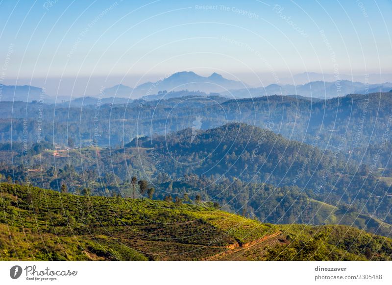 Zentrale Sri Lanka Landschaft Ferien & Urlaub & Reisen Sommer Berge u. Gebirge Umwelt Natur Pflanze Himmel Baum Hügel Wachstum frisch grün Schonung Asien Feld