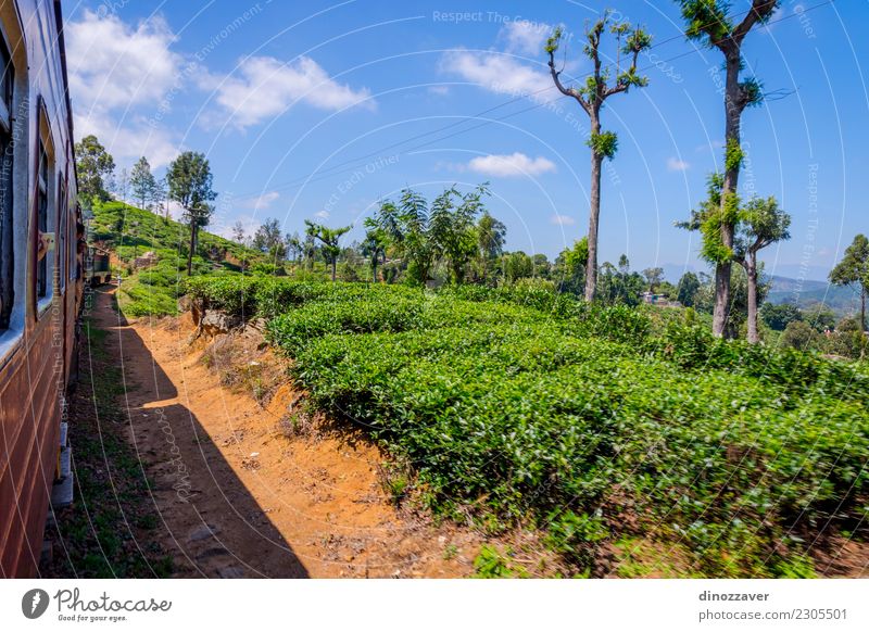 Mit dem Zug über Teeplantage, Sri Lanka schön Ferien & Urlaub & Reisen Tourismus Sommer Berge u. Gebirge Natur Landschaft Wald Hügel Verkehr Eisenbahn grün ella