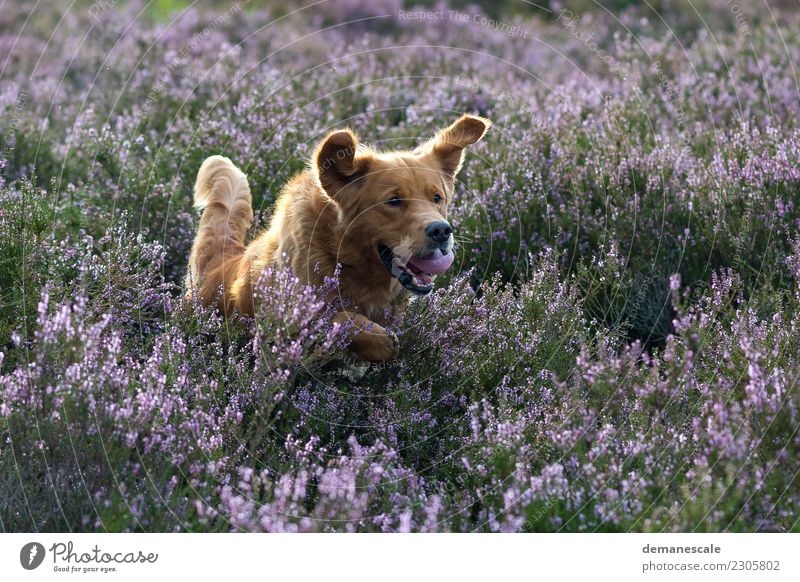 Ich will Spaß! Sommer Natur Landschaft Pflanze Tier Schönes Wetter Sträucher Blüte Wildpflanze Heide Park Haustier Hund Golden Retriever 1 Blühend Jagd rennen