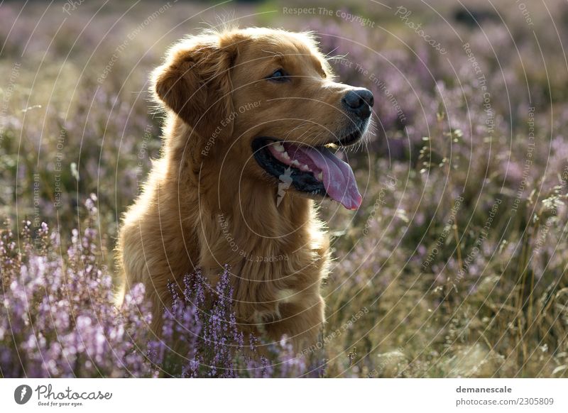 Golden Retriever im Gegenlicht. Natur Landschaft Pflanze Tier Sommer Schönes Wetter Blume Blüte Heide Park Blumenwiese Haustier Hund Fell Zunge 1 beobachten