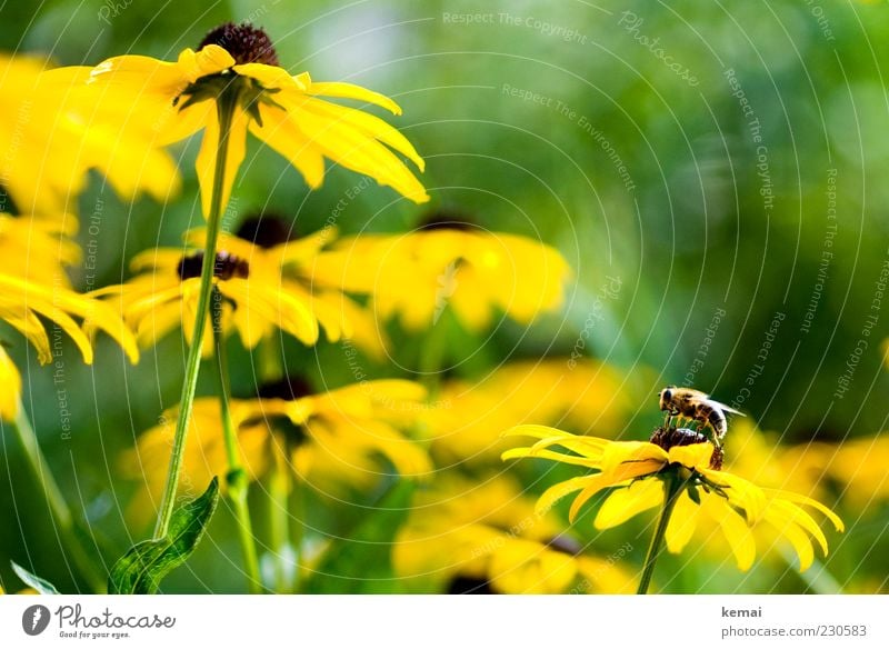 Beginn der Bienenzeit Umwelt Natur Pflanze Tier Sonne Sonnenlicht Frühling Schönes Wetter Blume Blüte Wildpflanze Wildtier Flügel Insekt 1 sitzen gelb grün