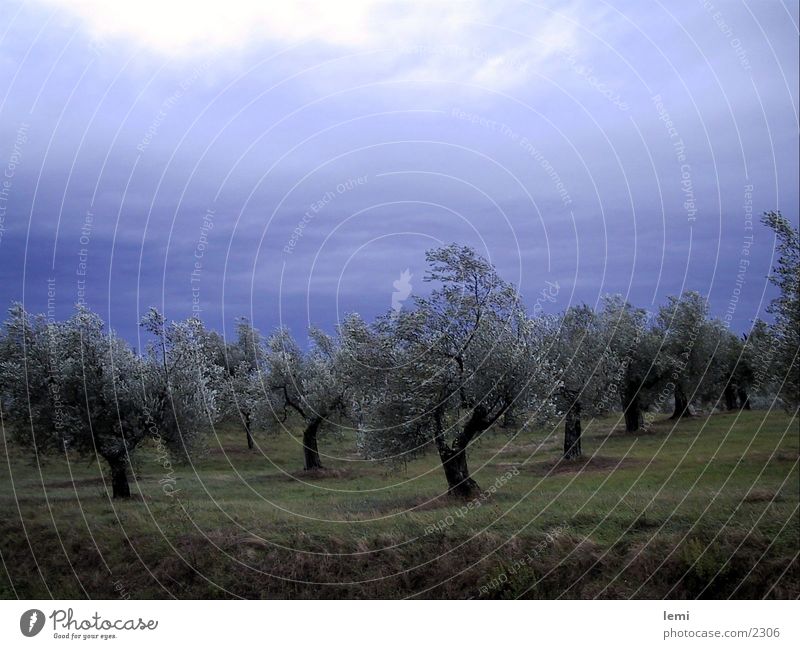 Oliven im Sturm Olivenbaum Baum Umbrien