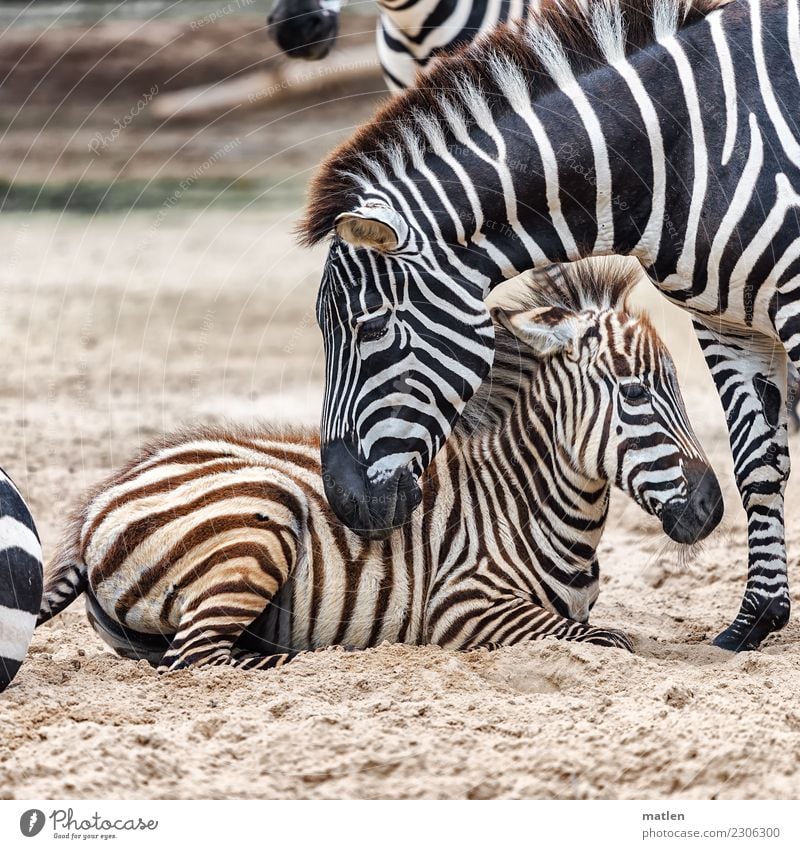 Zuneigung Tier Tiergesicht 2 Tierjunges Sand beobachten berühren liegen braun türkis weiß Zebra Farbfoto Gedeckte Farben Außenaufnahme Nahaufnahme