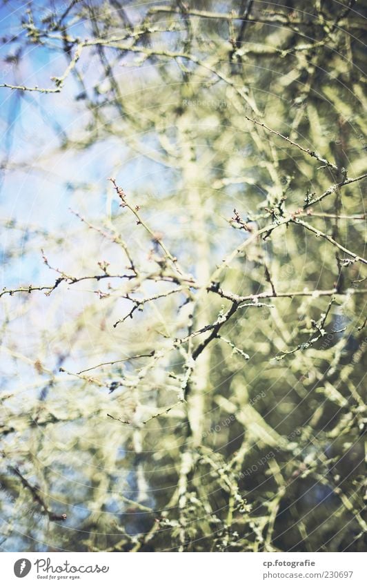 Wurzelwerk Pflanze Sonnenlicht Frühling Herbst Winter Schönes Wetter Sträucher Grünpflanze natürlich Farbfoto Tag Licht Schatten Schwache Tiefenschärfe