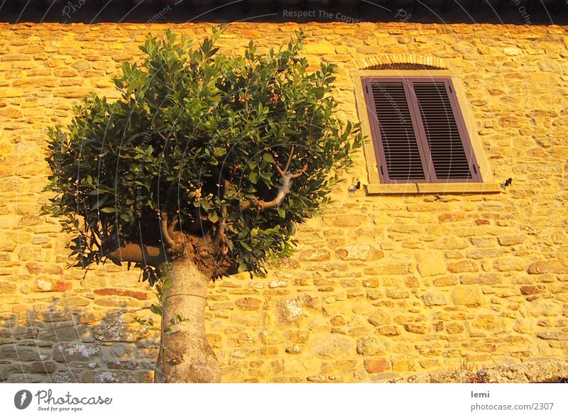 Abendsonne Fassade Baum Haus Italien Toskana Abenddämmerung Stimmung Europa cortona