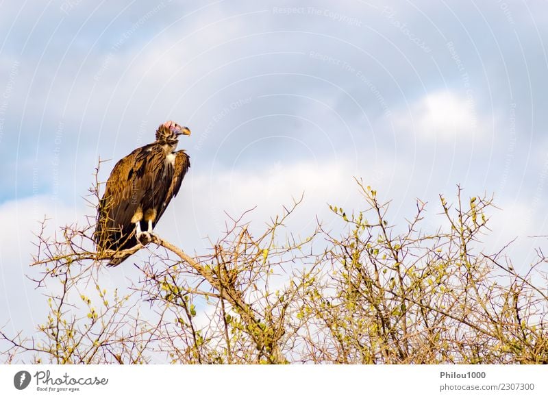 Geierfresser stellte an der Spitze einer Akazie auf Natur Tier Himmel Wolken Vogel Schmetterling fliegen dunkel braun schwarz weiß Afrika Kenia Maassai Mara