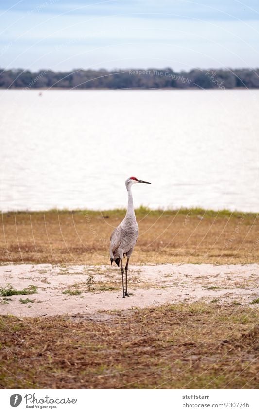 Sandhill-Kranichvogel Grus canadensis sucht nach Natur Tier Wasser Gras Park Seeufer Flussufer Teich rothaarig Wildtier Vogel 1 fliegen blau Sandbergkran