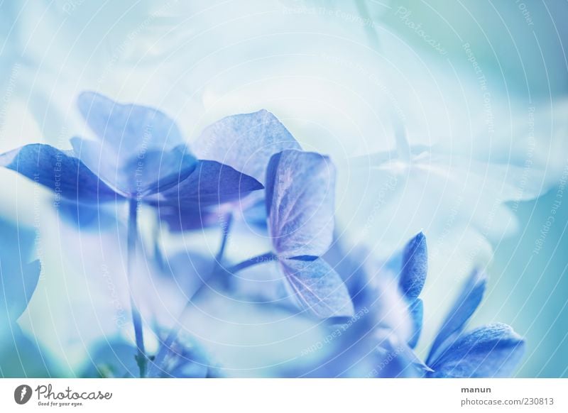 Blütenzauber Natur Pflanze Blume Hortensienblüte außergewöhnlich Coolness fantastisch Kitsch schön blau Frühlingsgefühle ästhetisch elegant Stil türkis Farbfoto