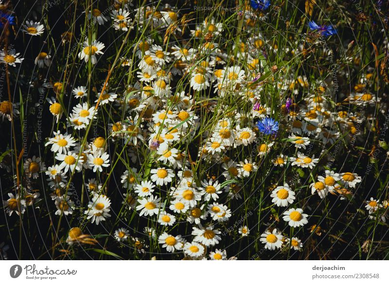 Auf der Blumenwiese stehen ganz viele blühende Blumen. Weiß und blau. Freude Natur Tier Herbst Schönes Wetter Pflanze Blüte Feld beobachten Blühend entdecken
