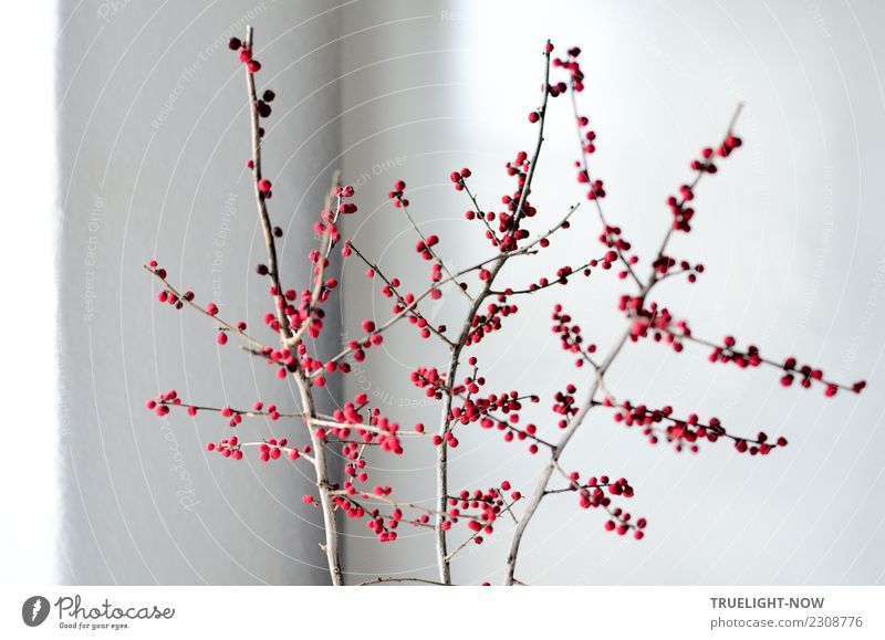 Ilex verticillata (Winterberries) -Zweige drinnen bei Tageslicht Lifestyle Stil Design Freude Leben harmonisch ruhig Meditation Häusliches Leben