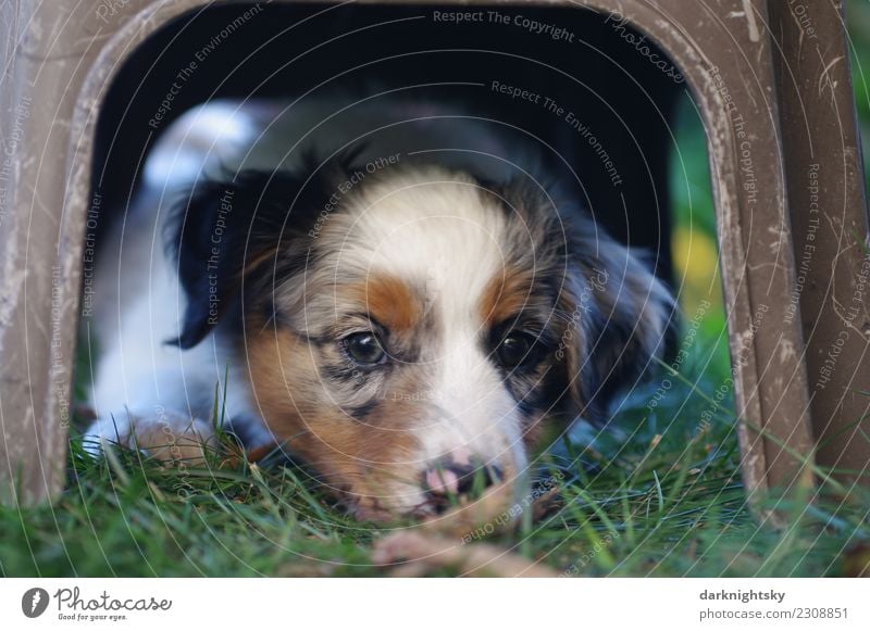 Junger Australian Shepherd Welpe Lifestyle Freude Haare & Frisuren Gesicht Hundesport Sommer Garten Haustier 1 Tier beobachten genießen liegen schlafen warten