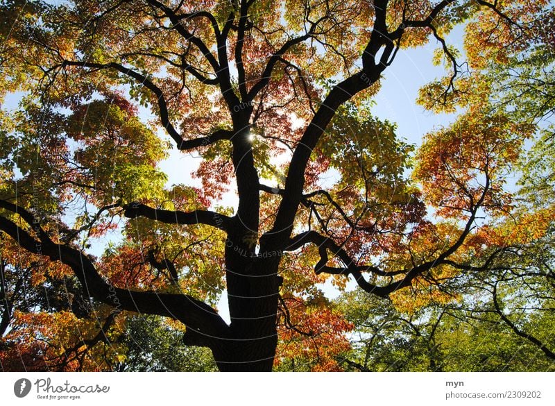 Kanadischer Herbst II Umwelt Natur Pflanze Sonne Sonnenlicht Baum Blatt Grünpflanze Park Wald Urwald Holz leuchten ästhetisch Vergänglichkeit mehrfarbig
