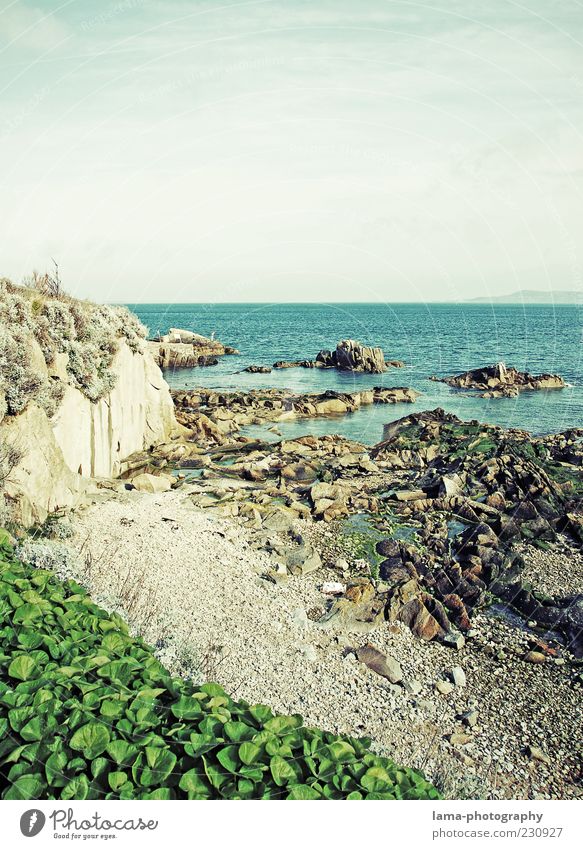 An der Küste... Natur Landschaft Pflanze Felsen Meer Republik Irland Nordirland Umwelt Steinstrand Großbritannien Farbfoto Außenaufnahme Menschenleer