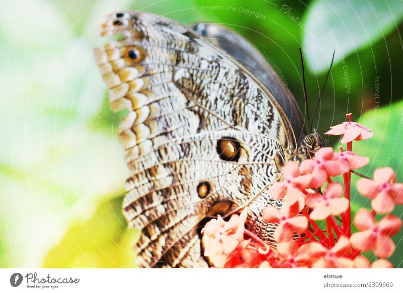 alles Banane Tier Frühling Blüte Schmetterling Flügel Bananenfalter Schmetterlingshaus Tropenhaus Augenfalter elegant Glück einzigartig nah Lebensfreude
