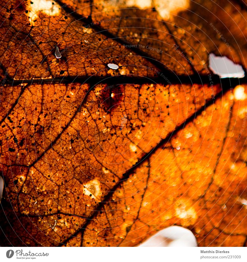 Zerfall Umwelt Natur Herbst Blatt alt authentisch außergewöhnlich dreckig kaputt trashig trist braun gelb gold Strukturen & Formen Vergänglichkeit Farbfoto