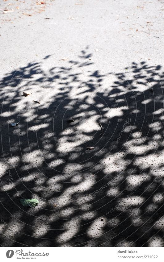 Schatten des Baumes Sommer Natur Sonnenlicht Schönes Wetter hell mehrfarbig grau schwarz silber weiß Ferien & Urlaub & Reisen Farbfoto Außenaufnahme