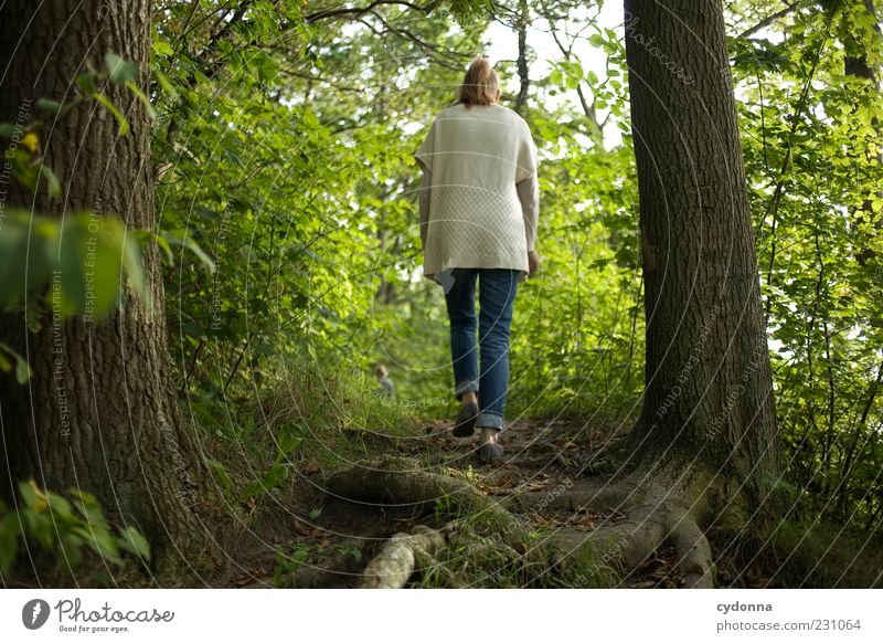 Waldwandern Wohlgefühl Erholung ruhig Ausflug Freiheit Mensch Umwelt Natur Baum Bewegung Einsamkeit entdecken Leben Wege & Pfade Zeit Spaziergang grün Wurzel