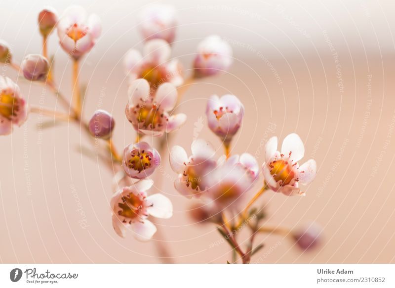 Zarte Blüten der Wachsblume Dekoration & Verzierung Tapete Natur Pflanze Frühling Sommer Herbst Blume Chamelaucium uncinatum Blumenstrauß Blühend leuchten weich