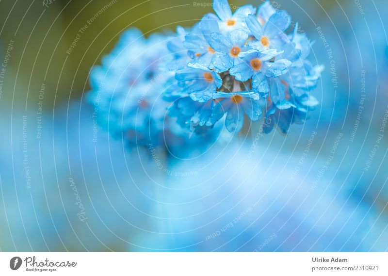 Makro einer blauen Kugel-Primel (Primula denticulata) elegant Design Leben harmonisch Wohlgefühl Zufriedenheit Erholung ruhig Meditation einrichten