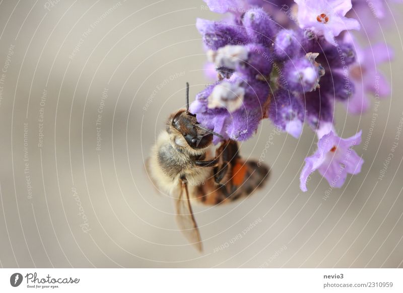 Biene kopfüber an einer Lavendelblüte hängend Umwelt Natur Pflanze Frühling Sommer Blume Blüte Nutzpflanze Wildpflanze Garten Park Tier Nutztier Wildtier
