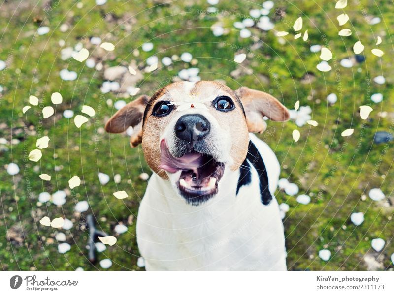 Spielerischer junger Jack Russell Terrier fängt Mundkirschblumenblätter Lifestyle Ferien & Urlaub & Reisen Ausflug Freiheit Sommer Sonne Essen Valentinstag