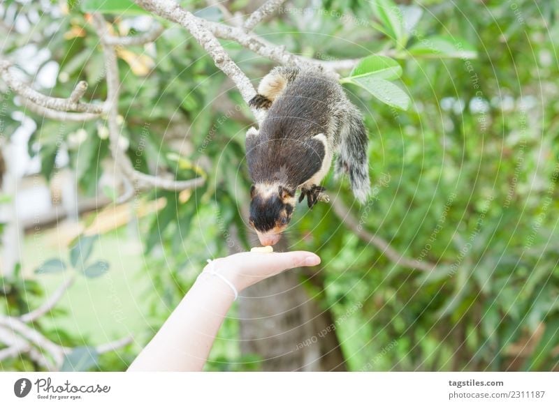 Sri Lanka, indisches Riesen-Eichhörnchen, das an etwas Essen schnüffelt. Tier Asien Balapitiya Sträucher ruhig beruhigend Klettern füttern grün himmlisch Idylle