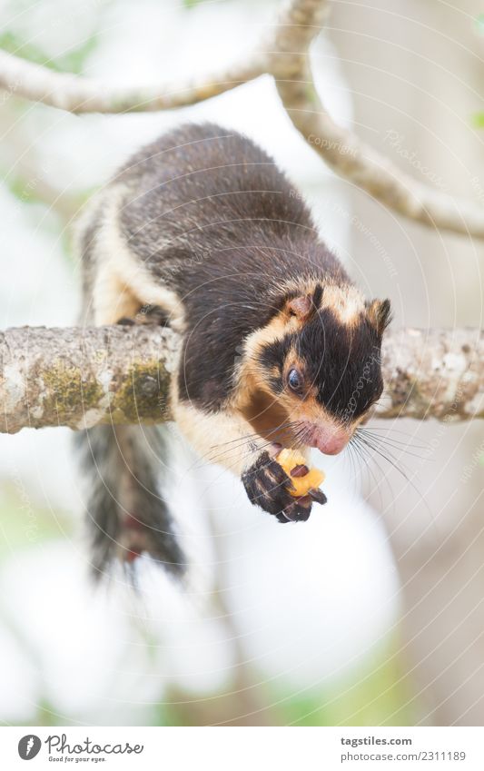 Madu Ganga, Balapitiya, Sri Lanka - Riesen-Indisches Eichhörnchen Tier Asien ruhig Windstille Klettern Essen Riesen-Eichhörnchen grün