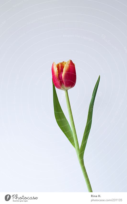 Fast hätte ich's vergessen... Frühling Blume Tulpe Blüte Blühend ästhetisch grün rot Farbfoto Innenaufnahme Menschenleer Textfreiraum links Textfreiraum oben