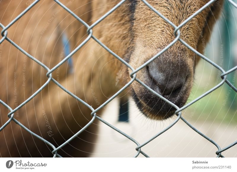 Hinter Gittern Der Streichelknast Ein Lizenzfreies Stock Foto