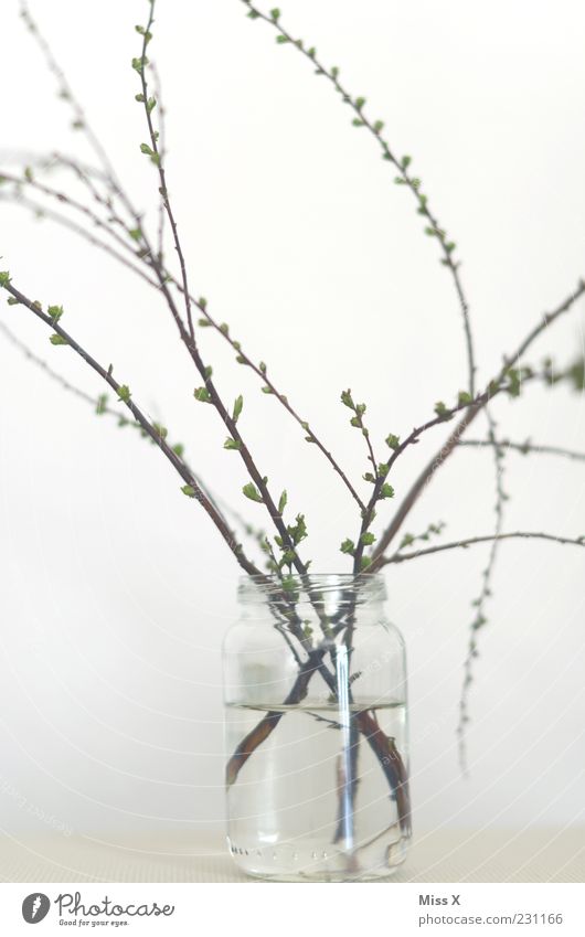zarte Triebe Frühling Pflanze Blatt Wachstum Blütenknospen Blattknospe Glas Vase Zweige u. Äste weiß Farbfoto Gedeckte Farben Innenaufnahme Nahaufnahme