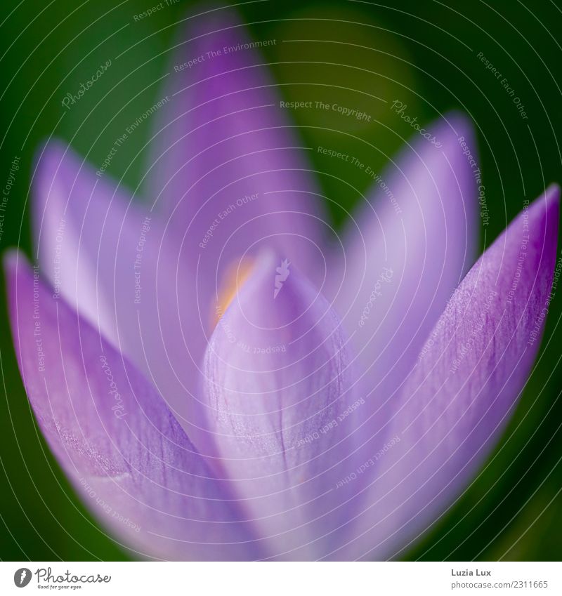 Frühling, lila, zart Umwelt Natur Pflanze Blume Blüte Krokusse Garten Park ästhetisch schön Stadt violett leuchten mehrfarbig Außenaufnahme Licht Kontrast